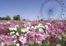 Uminonakamichi Sea-side Park